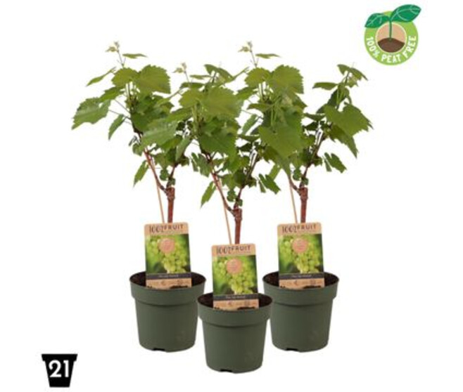 VITIS VIGNE