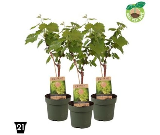 VITIS VIGNE
