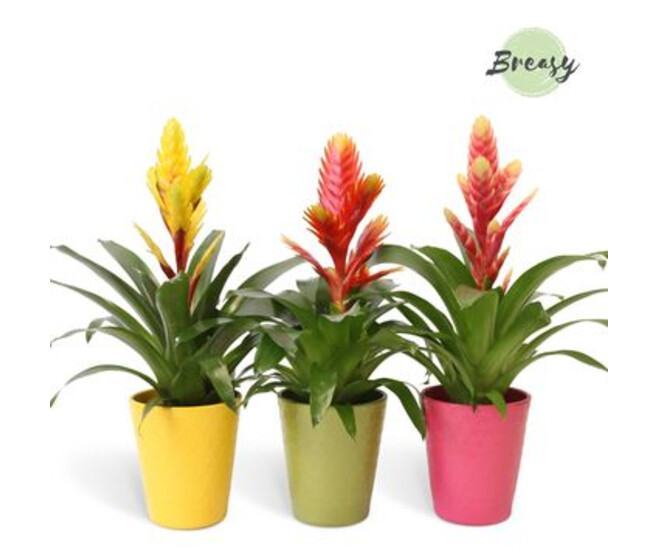 VRIESEA VARIE CERAM