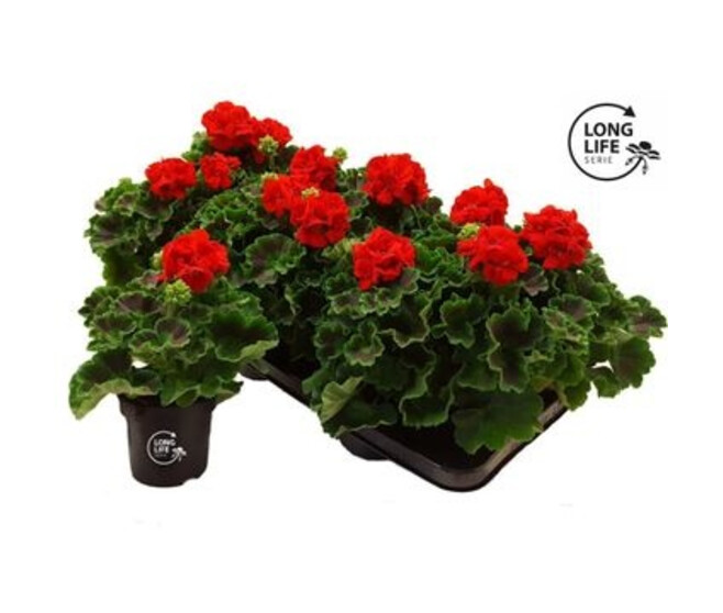 GERANIUM ZONAL ROUGE