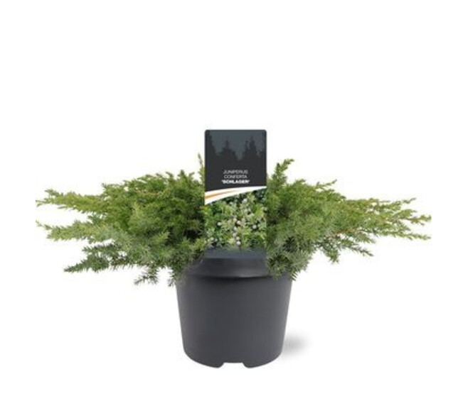 JUNIPERUS CONFERTA SCHLAGER