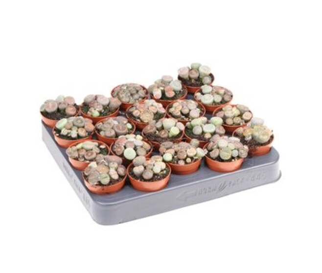 CACTUS LITHOPS