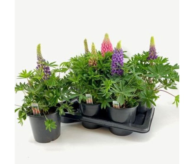 LUPIN VARIE