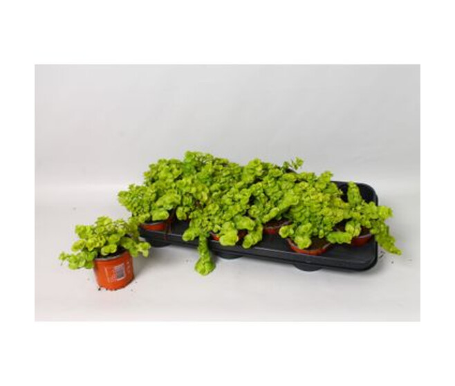 LYSIMACHIA GOLD