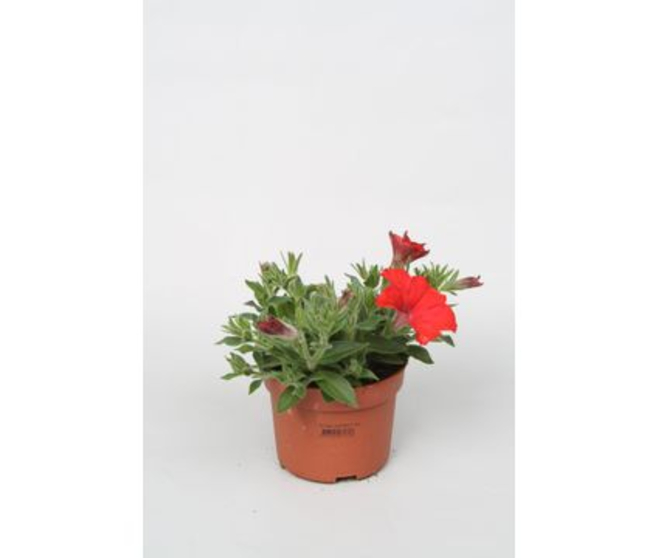 PETUNIA ROUGE
