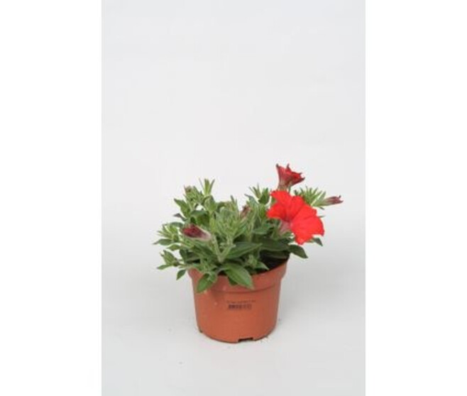 PETUNIA ROUGE