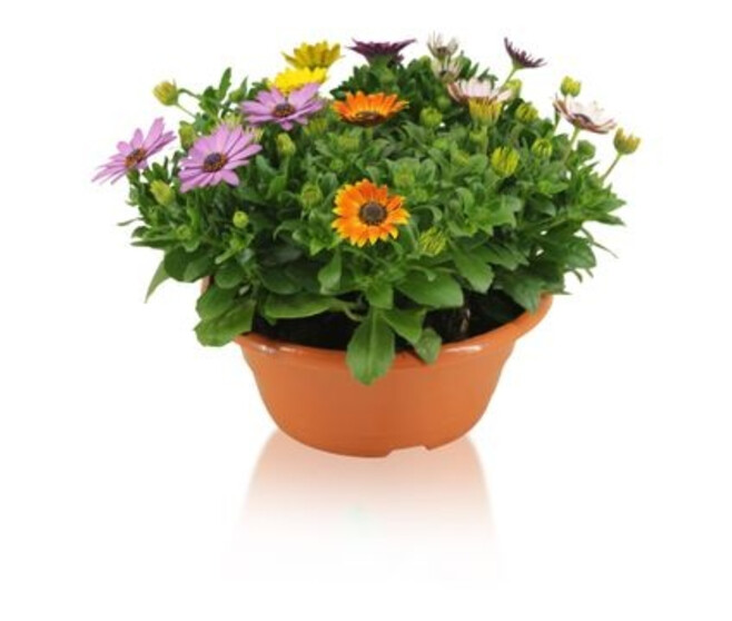OSTEOSPERMUM CARNAVAL COUPE