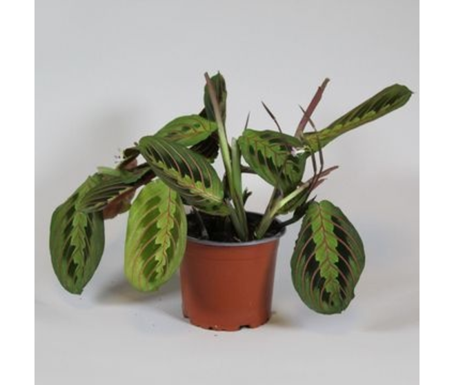 MARANTA TRICOLOR