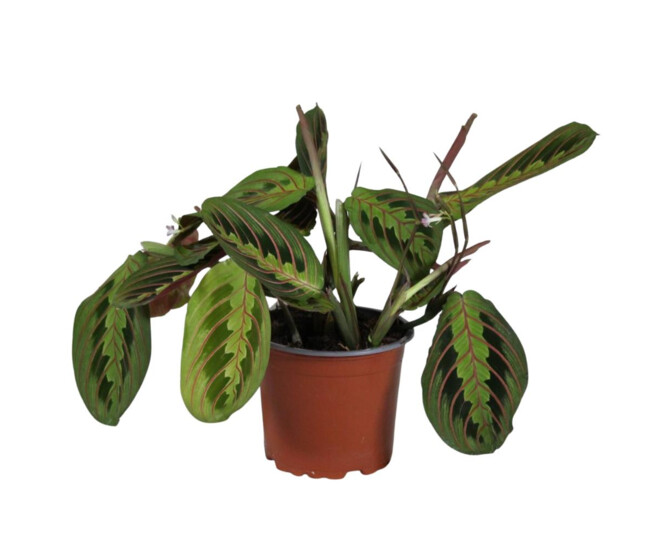 MARANTA TRICOLOR