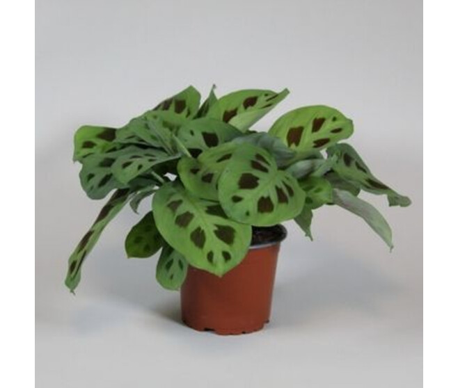 MARANTA KERCHOVEANA