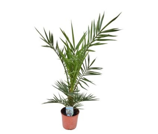 PHOENIX CANARIENSIS