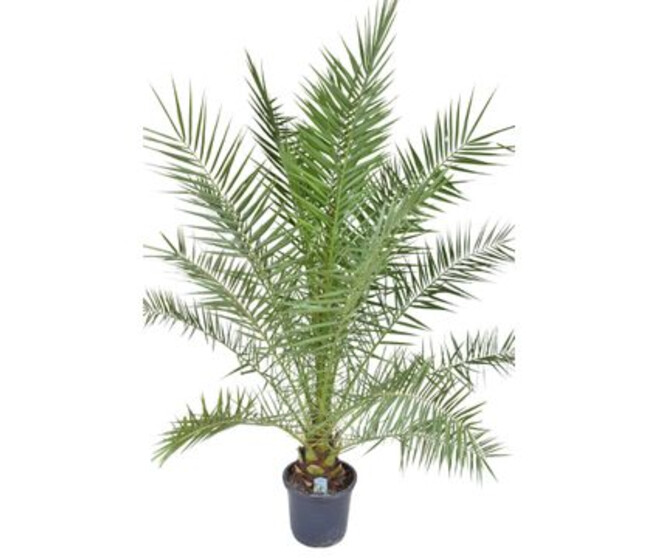 PHOENIX CANARIENSIS