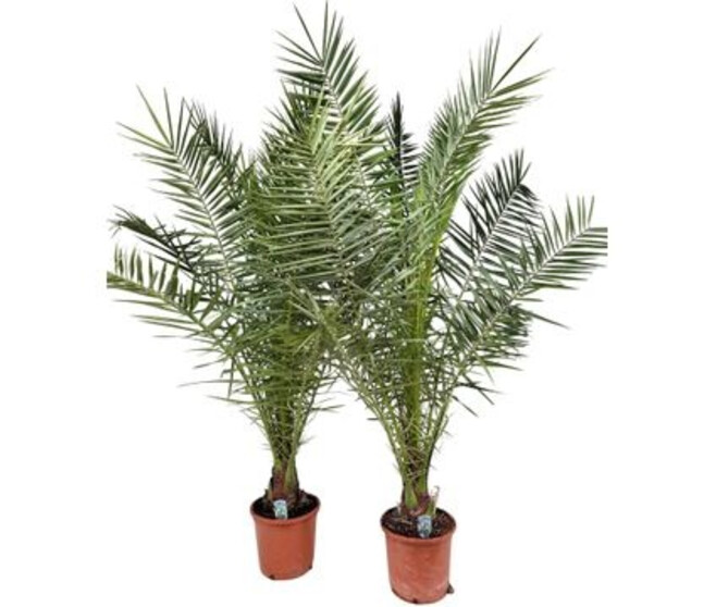 PHOENIX CANARIENSIS