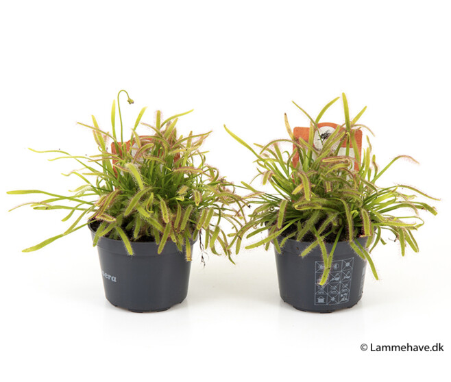 DROSERA CAPENSIS