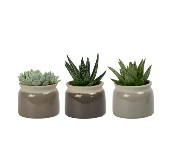SUCCULENTE CERAM