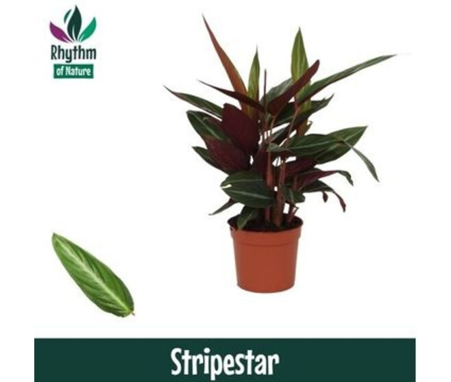 CALATHEA STROMANTHE STRIPESTAR