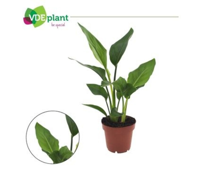 STRELITZIA REGINAE
