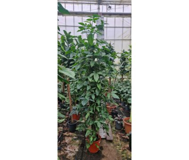 SYNGONIUM TM