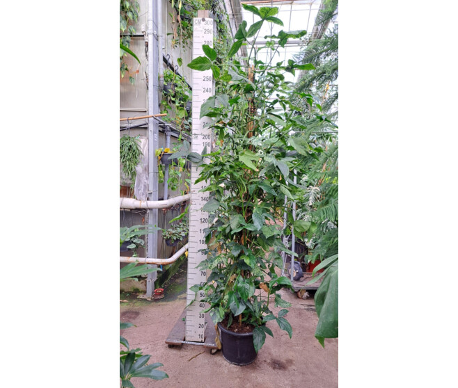 SYNGONIUM TM