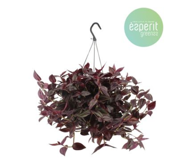 TRADESCANTIA SUSP