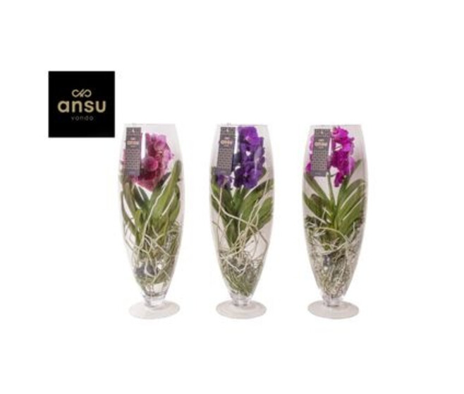 VANDA CHAMPAGNE VERRE
