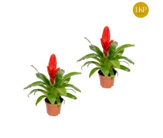 VRIESEA KALLISTO ROUGE