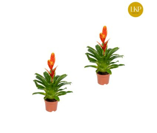 VRIESEA SPARKLE ORANGE