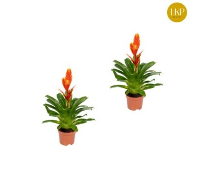VRIESEA SPARKLE ORANGE