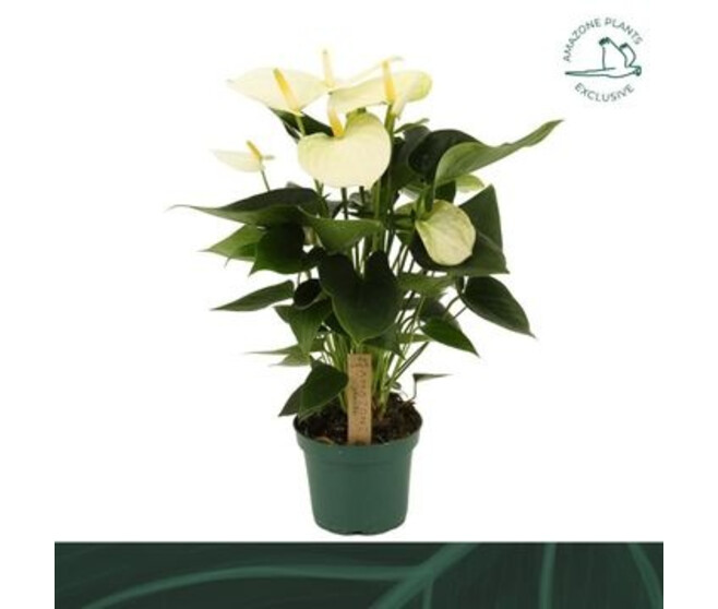 ANTHURIUM ANDREANUM SAMORA BLANC