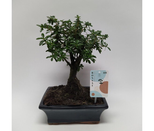 BONSAI VARIE CERAM