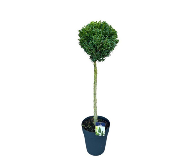 BUXUS BOULE TIGE