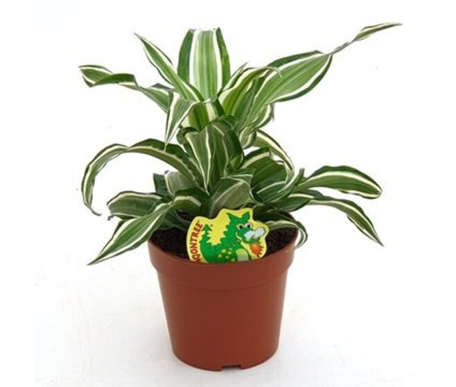 DRACAENA COMPACTA KANZI