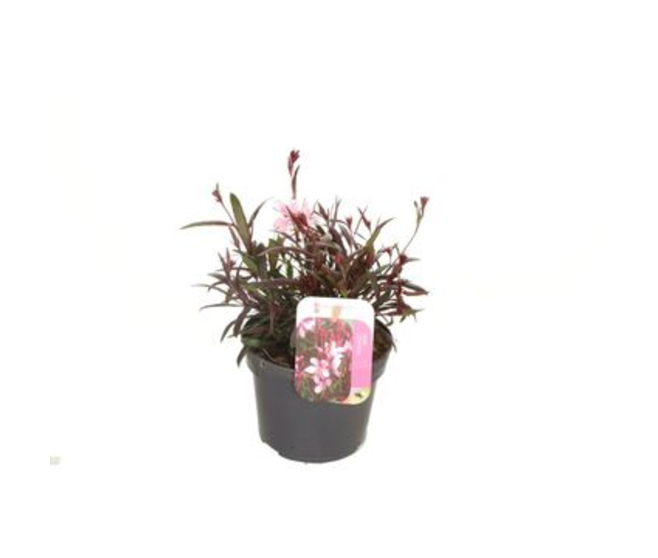 GAURA GAUDI ROSE