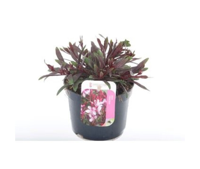 GAURA GAUDI ROSE