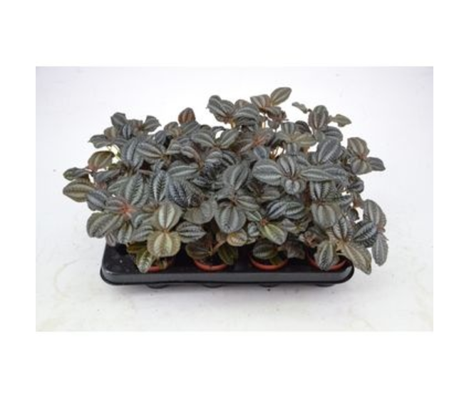 PILEA NORFOLK