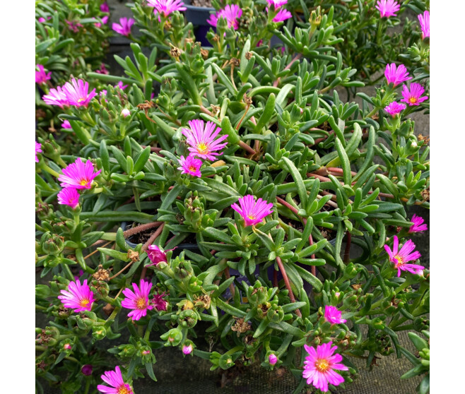 DELOSPERMA OCEAN SUNSET VIOLET