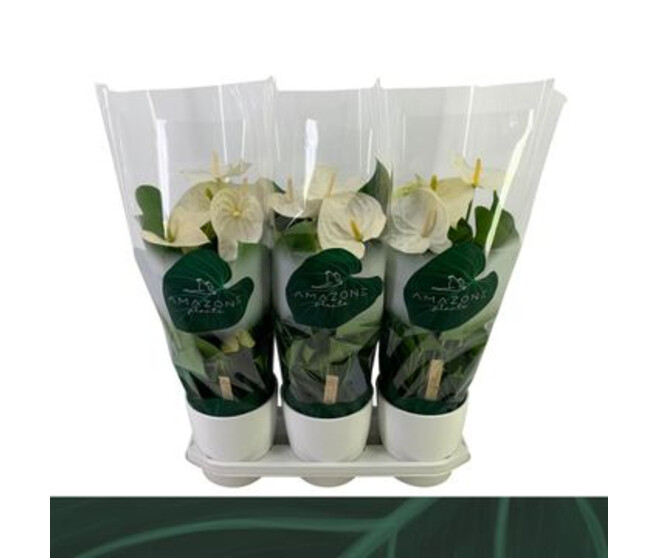 ANTHURIUM ANDREANUM BLANC CERAM