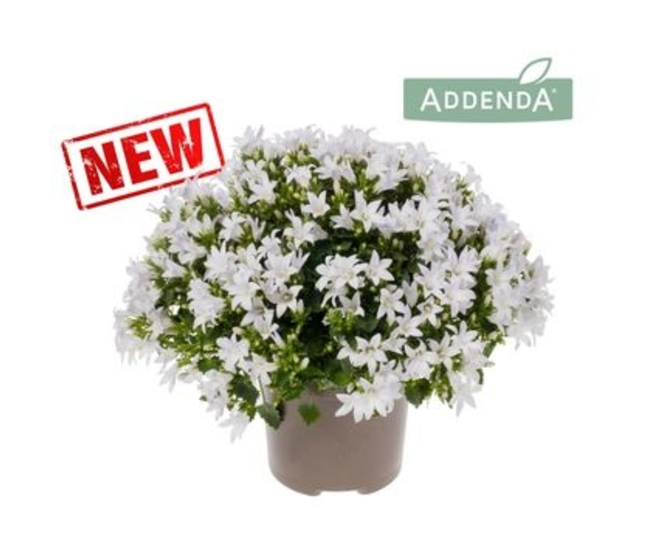 CAMPANULE AMBELLA BLANCHE