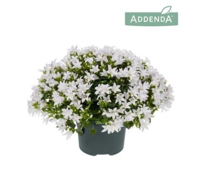 CAMPANULE AMBELLA BLANCHE