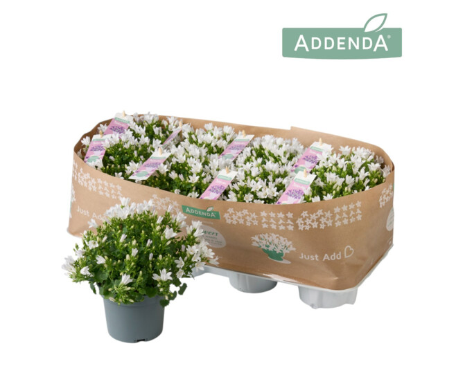 CAMPANULE AMBELLA BLANCHE