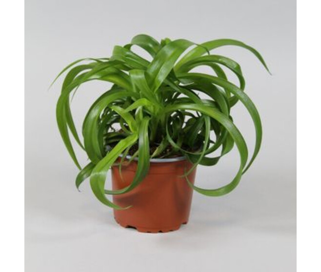 CHLOROPHYTUM GREEN BONNIE