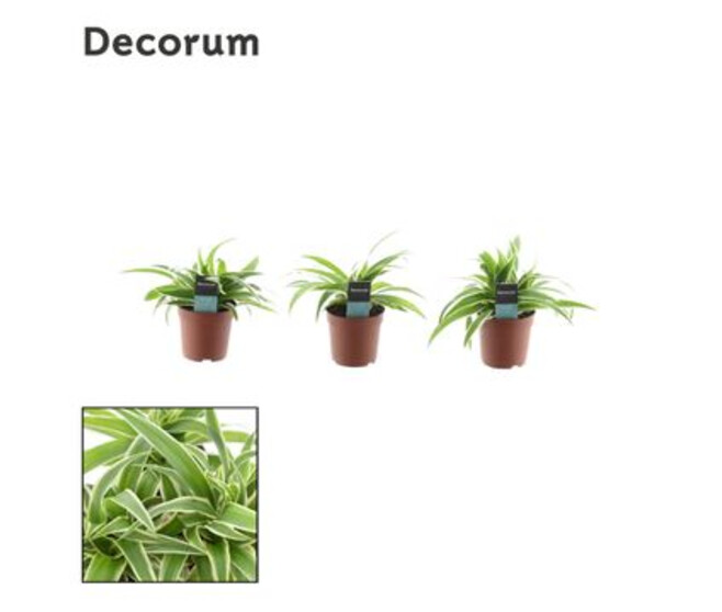 CHLOROPHYTUM OCEAN