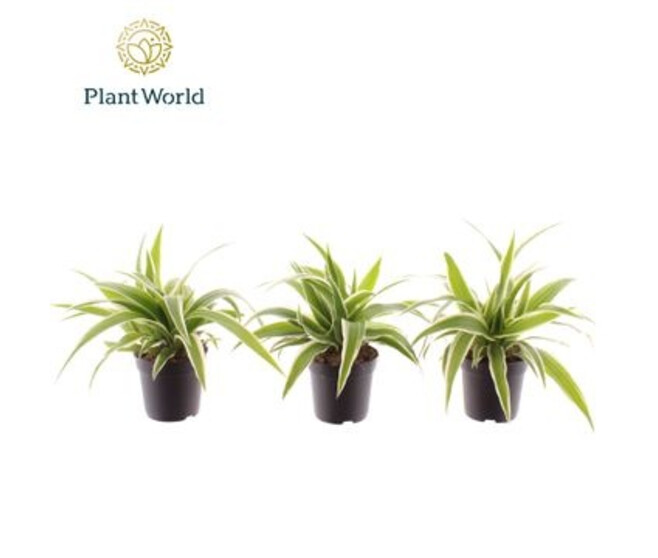 CHLOROPHYTUM OCEAN