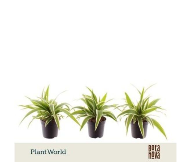 CHLOROPHYTUM OCEAN