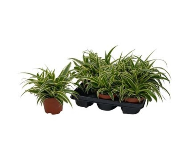 CHLOROPHYTUM VITTATUM