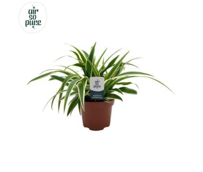 CHLOROPHYTUM VITTATUM