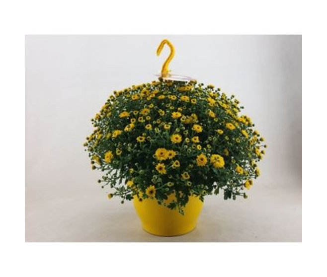 DENDRANTHEMA SKYFALL JAUNE SUSP