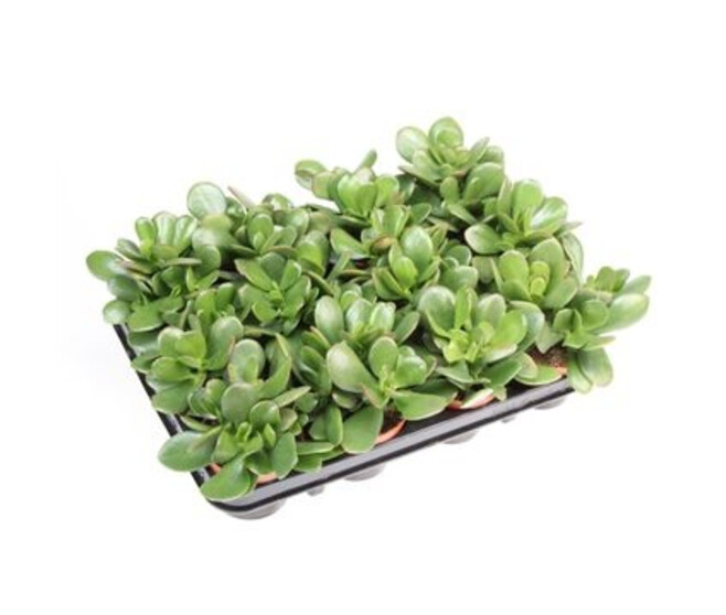 CRASSULA OVATA