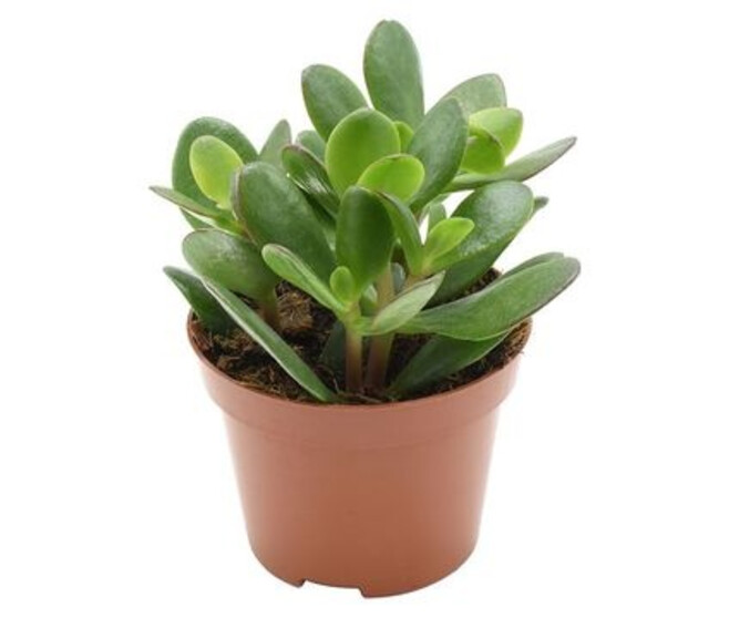 CRASSULA OVATA