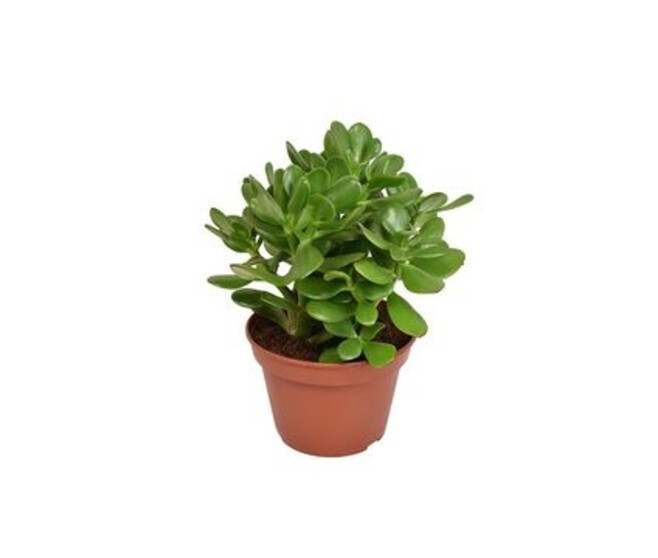 CRASSULA OVATA